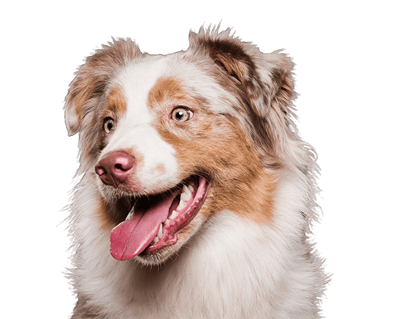 Товары для здоровья и питания животных